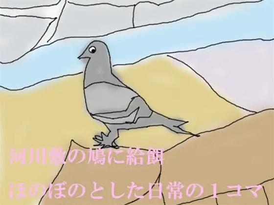 河川敷の鳩に給餌 ほのぼのとした日常の1コマ